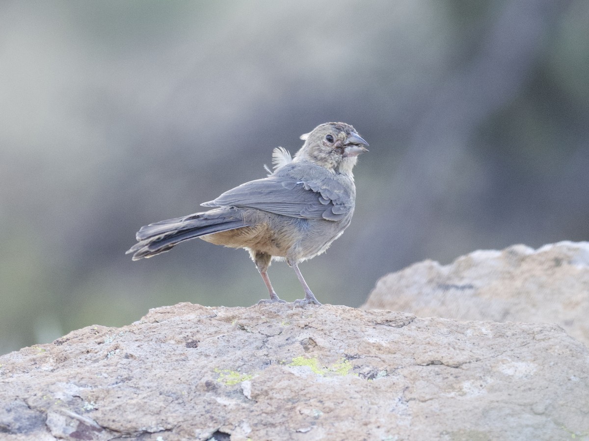 Tohi des canyons - ML497973651