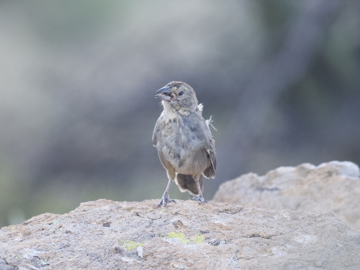 Tohi des canyons - ML497973661