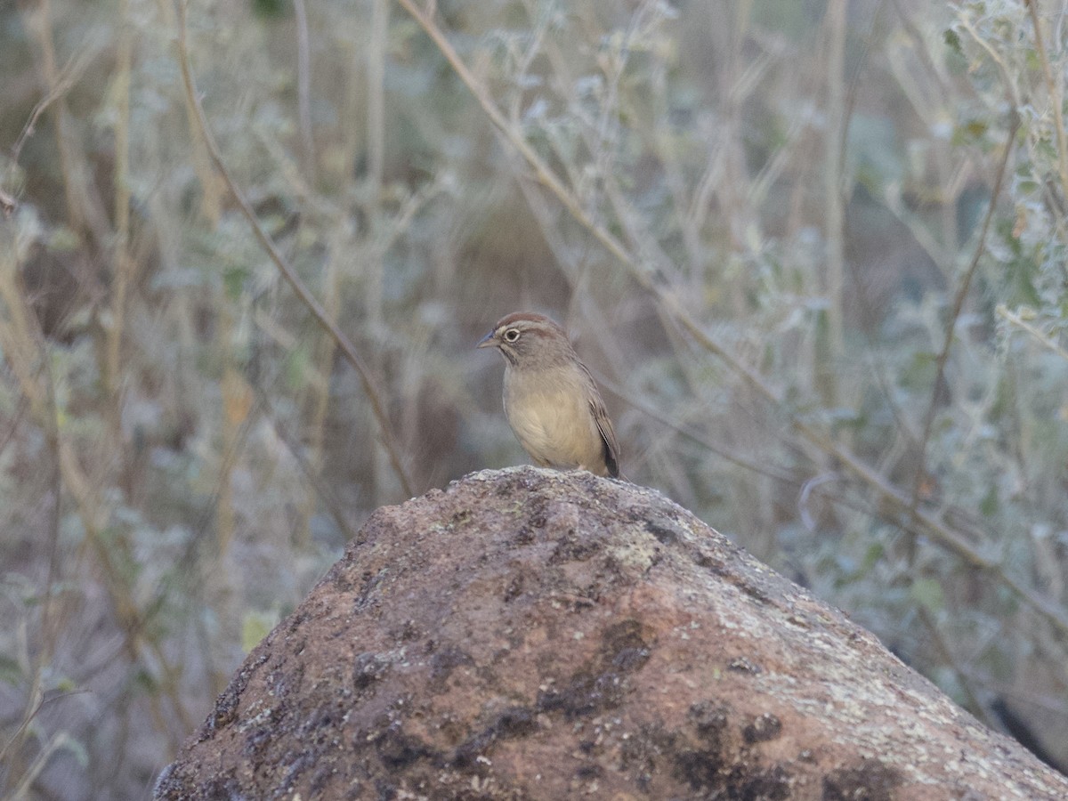 Tohi à calotte fauve - ML497973681
