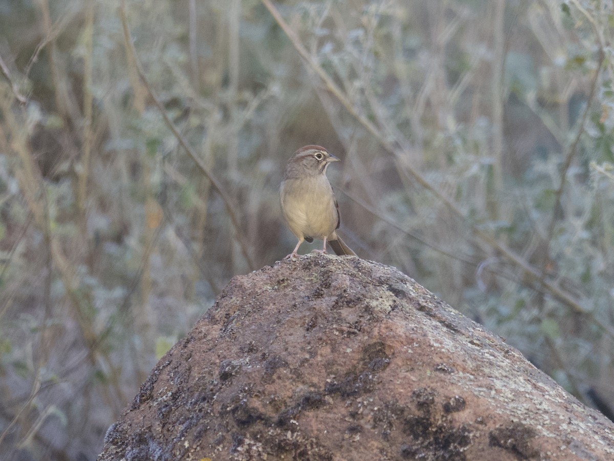 Tohi à calotte fauve - ML497973691