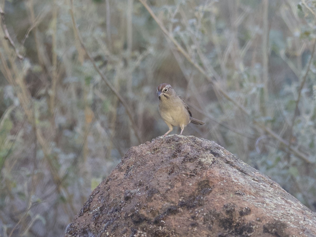 Tohi à calotte fauve - ML497973701