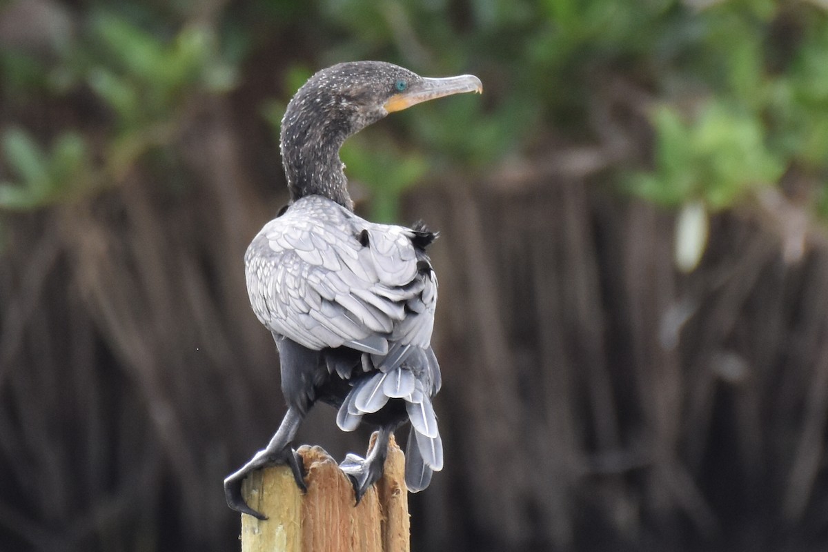 Neotropic Cormorant - Matt Nelson