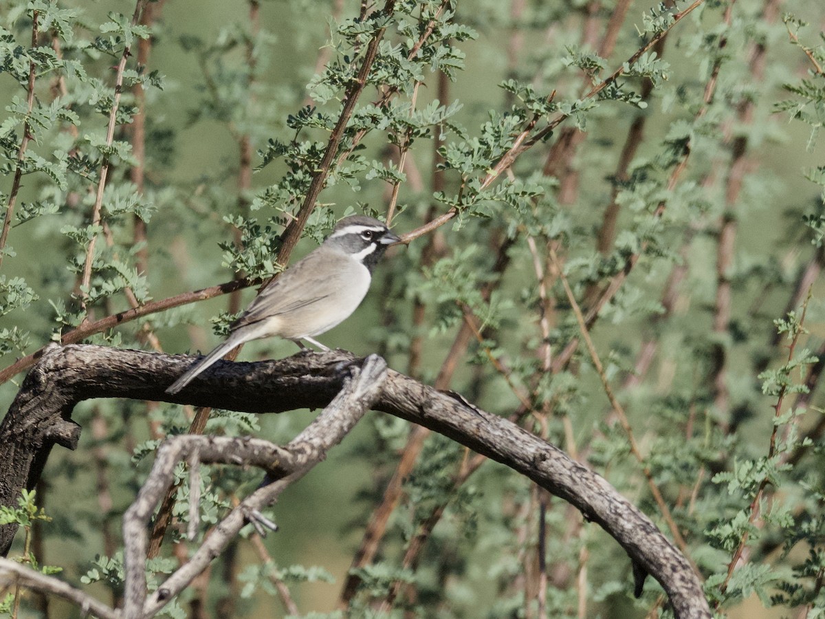 Bruant à gorge noire - ML497973731