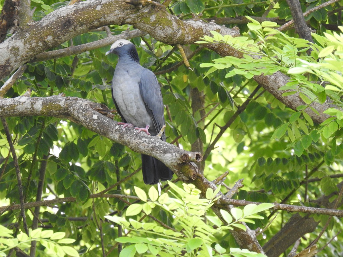 Pigeon à couronne blanche - ML497974391