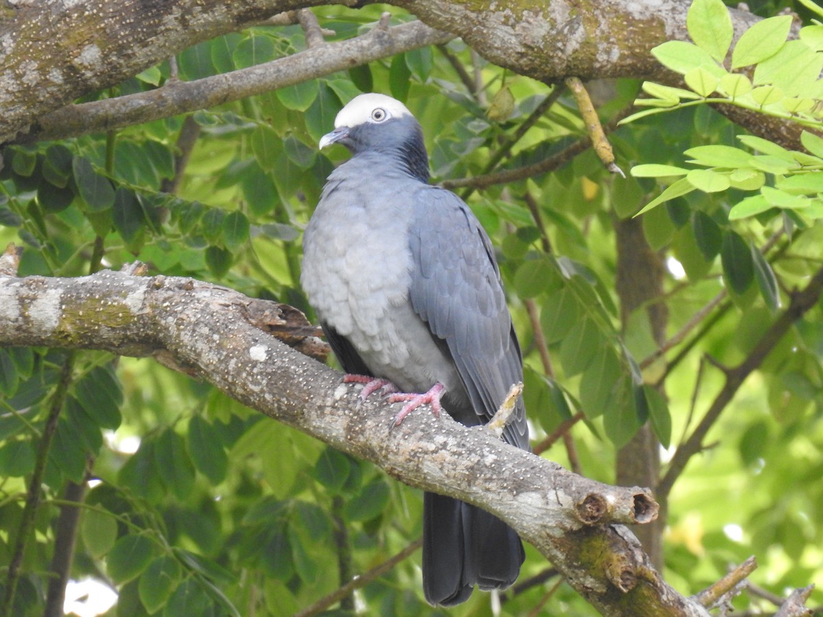 Pigeon à couronne blanche - ML497974401
