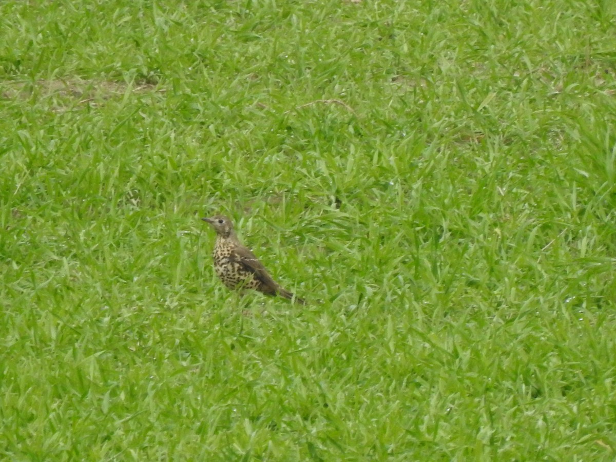 Mistle Thrush - ML497974641