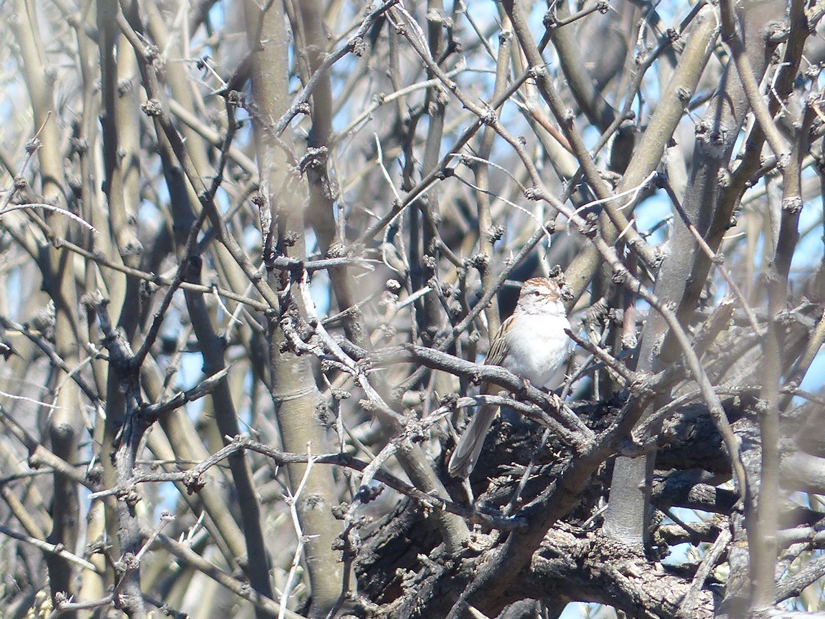 Rufous-winged Sparrow - ML49797661