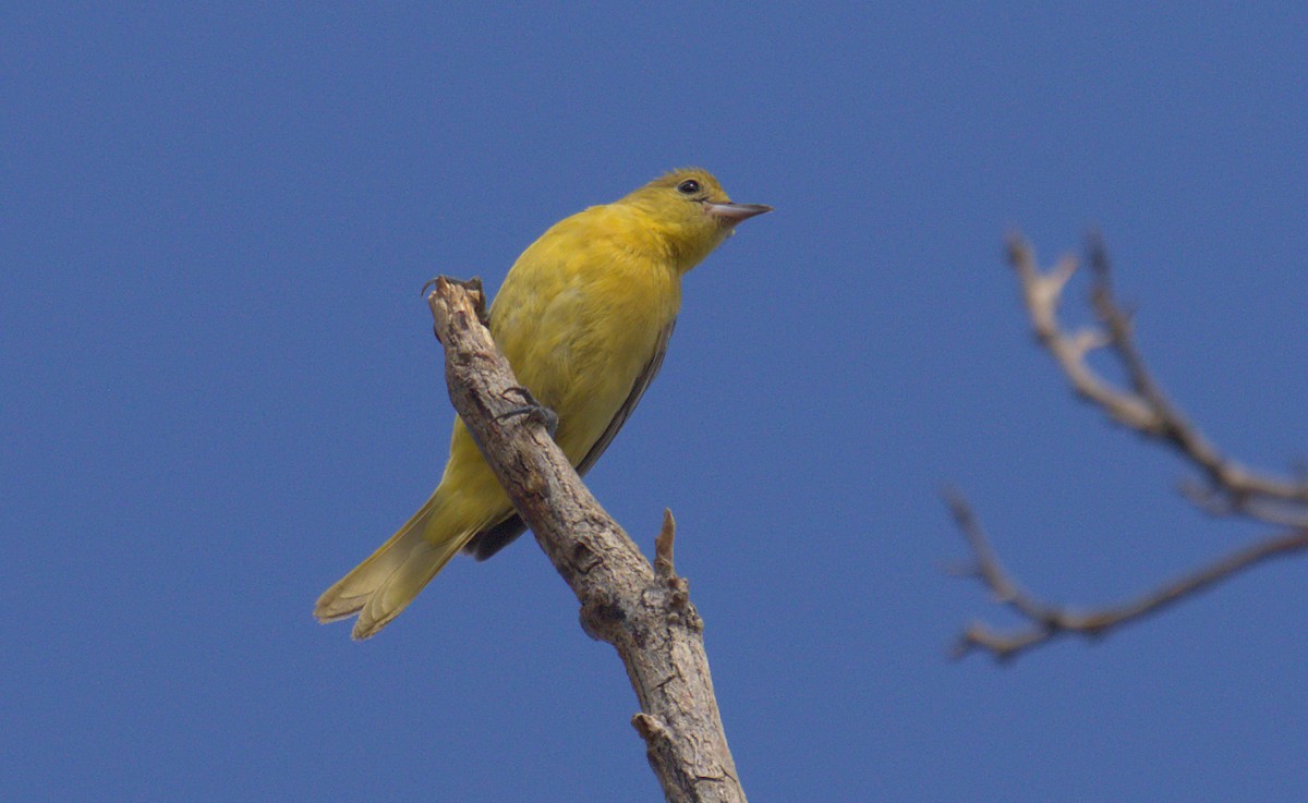 Orchard Oriole - ML497977681