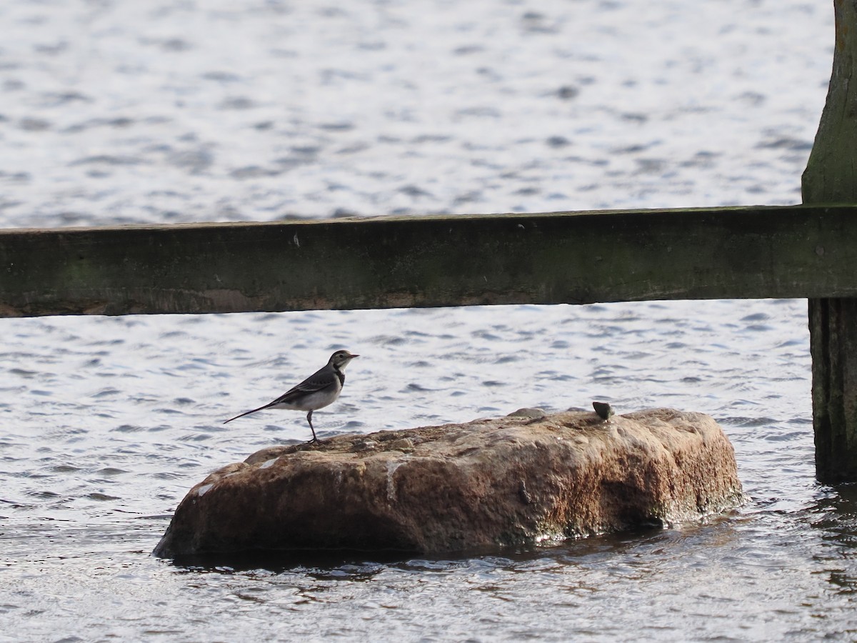 White Wagtail (British) - ML497977951