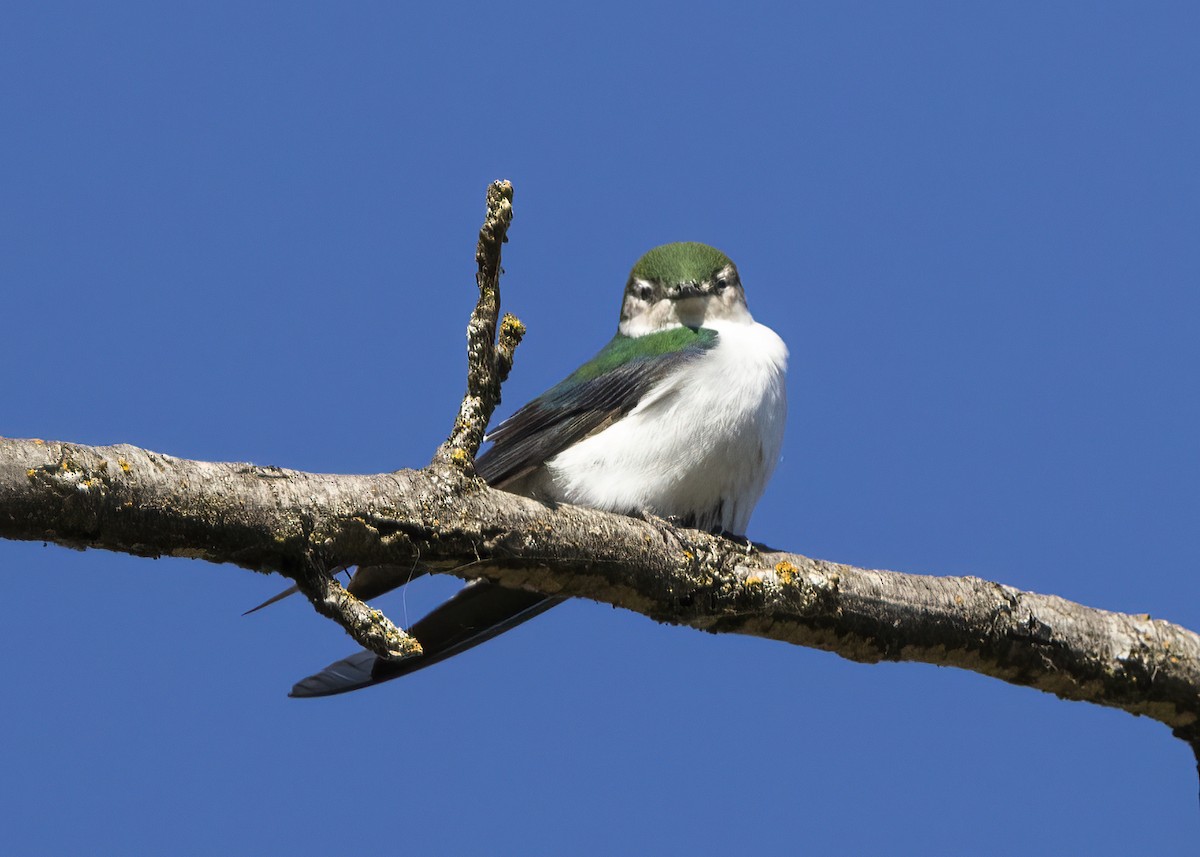 Violet-green Swallow - ML497978681