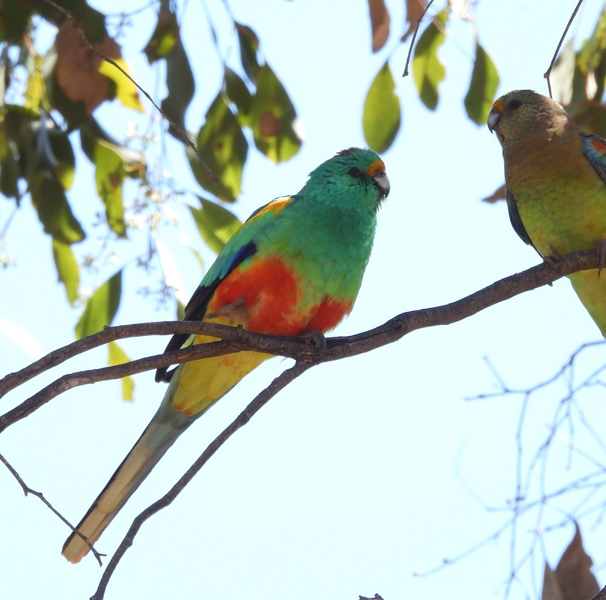 Разноцветный попугайчик - ML497979791
