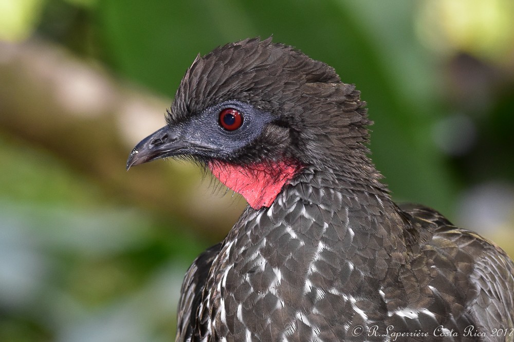 Crested Guan - ML49798071