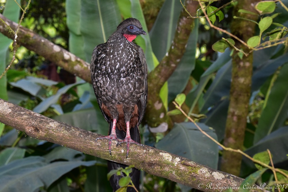Crested Guan - ML49798101