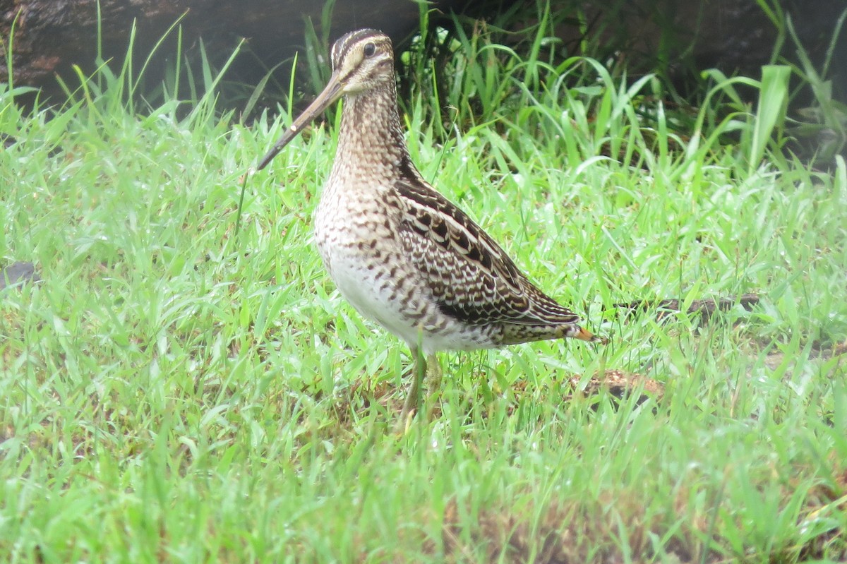 Swinhoe's Snipe - Niro Nobert