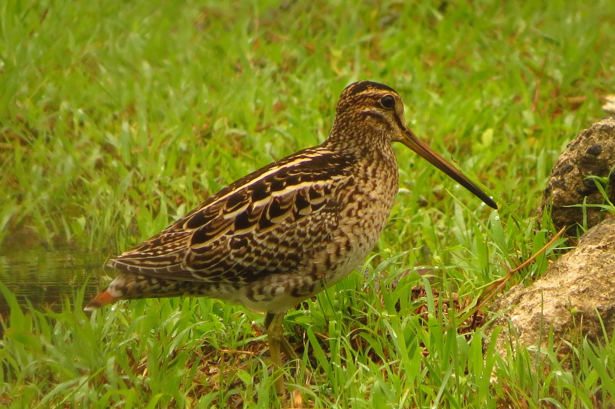 Swinhoe's Snipe - Niro Nobert