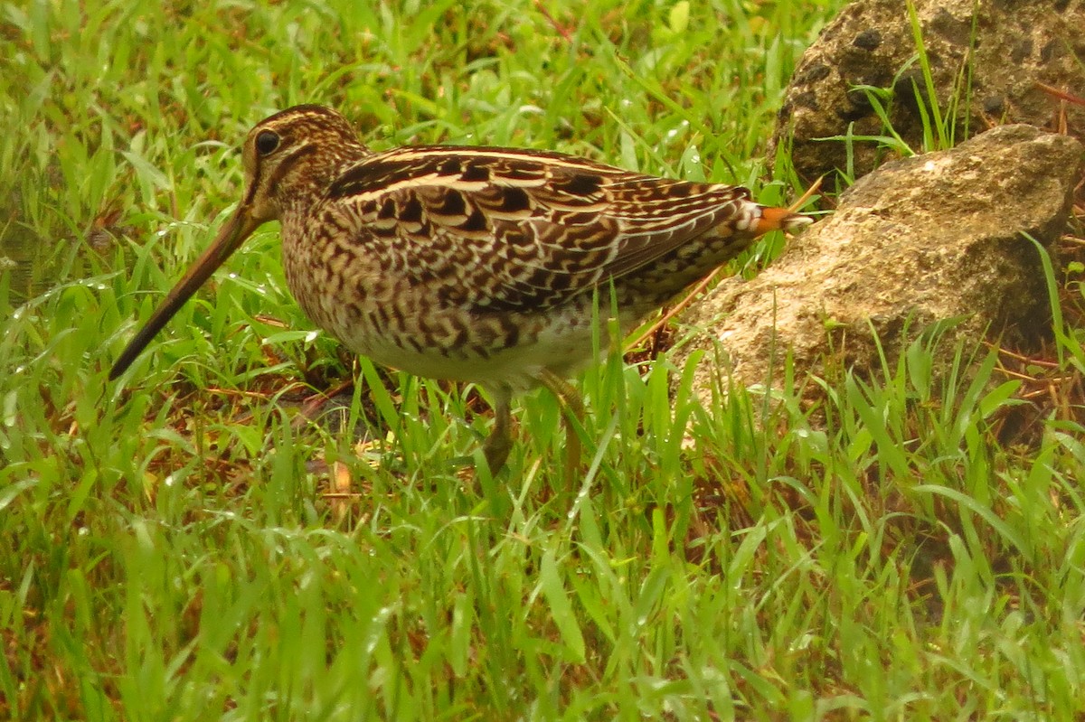 Swinhoe's Snipe - ML497982311