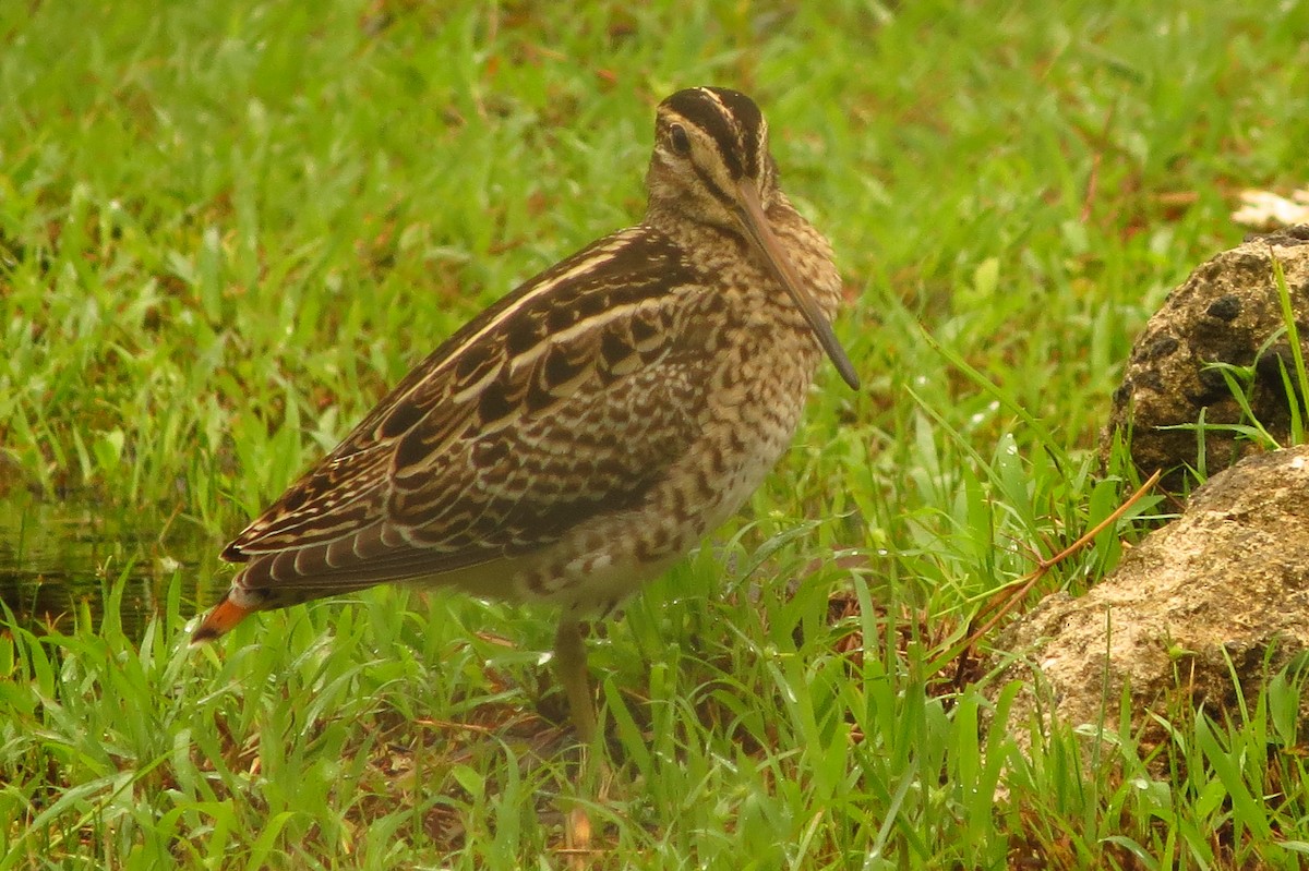 Swinhoe's Snipe - Niro Nobert