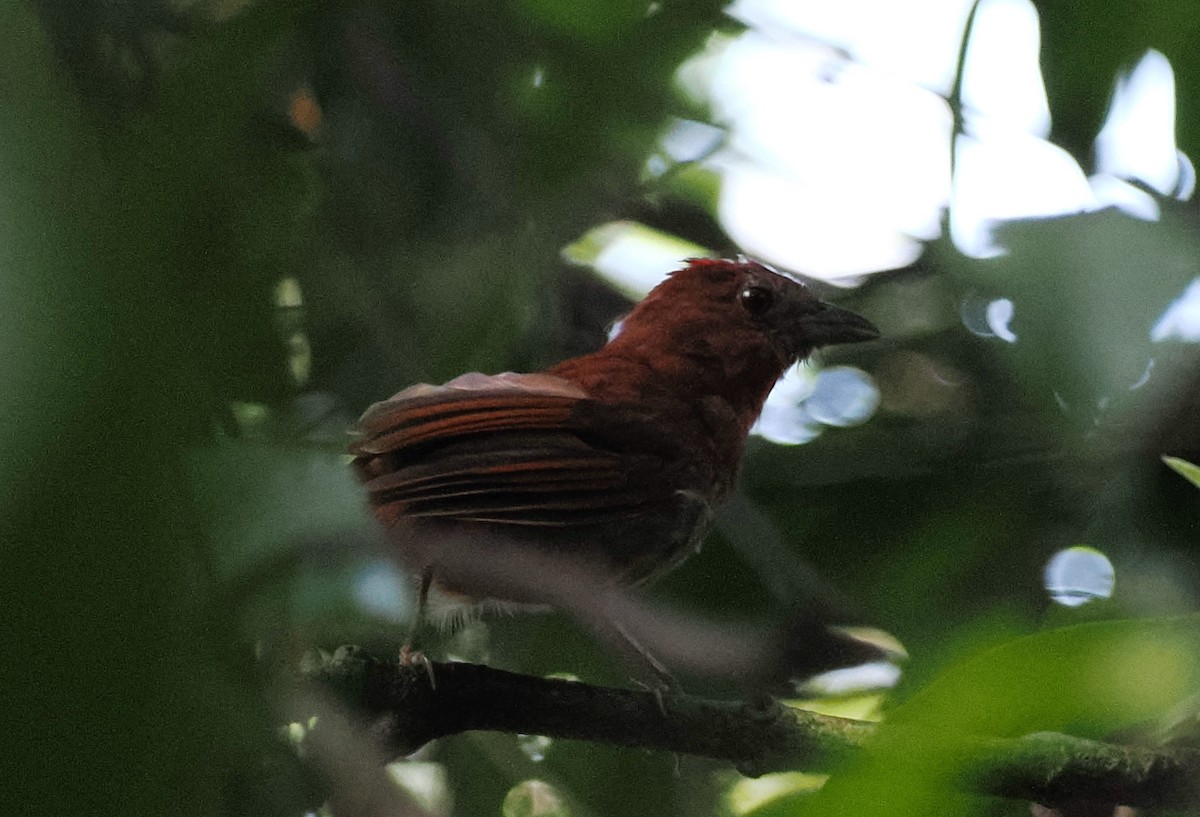 Red-crowned Ant-Tanager - ML497984171