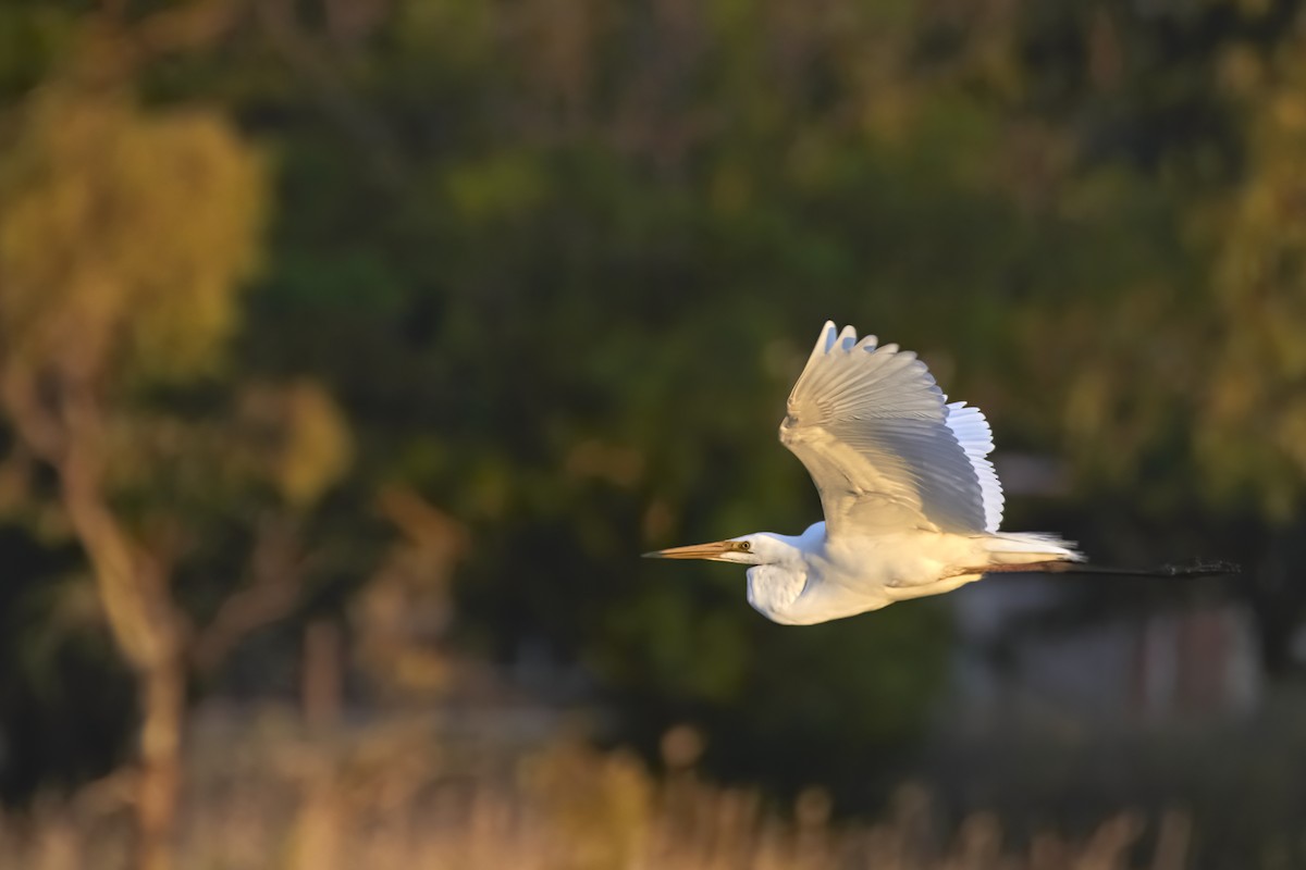 Great Egret - Bill O’Brien