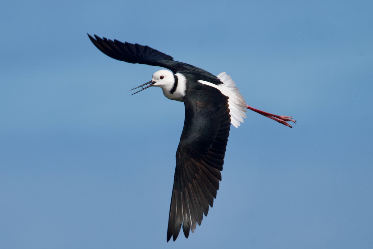 Pied Stilt - ML497984951