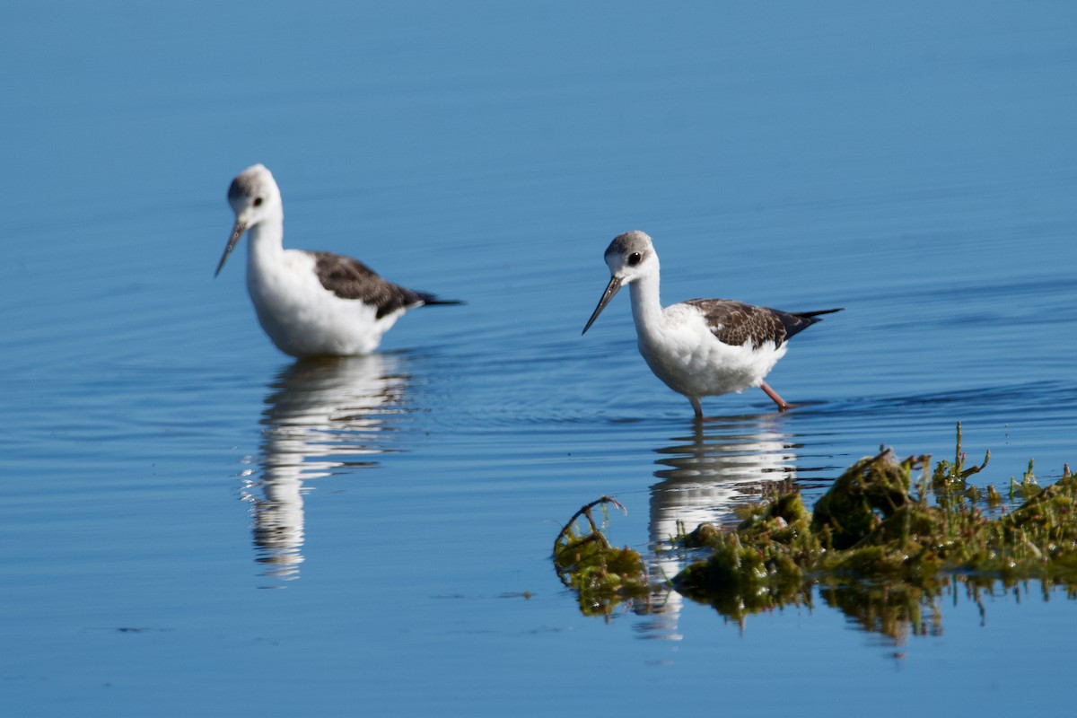 Pied Stilt - ML497984991