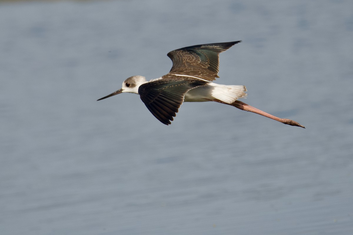 Pied Stilt - ML497985011