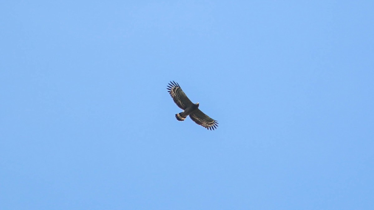 Crested Serpent-Eagle - ML497985051