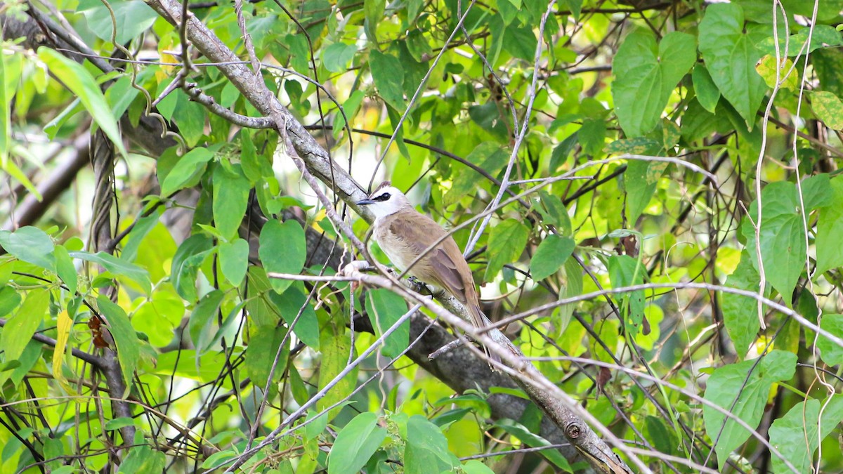 Yellow-vented Bulbul - ML497985471