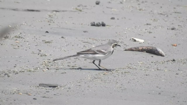 White Wagtail - ML497985801