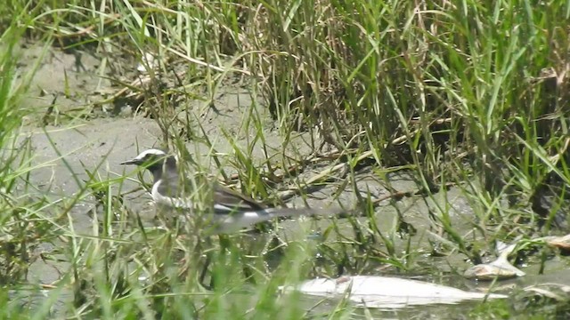 White-browed Wagtail - ML497985811