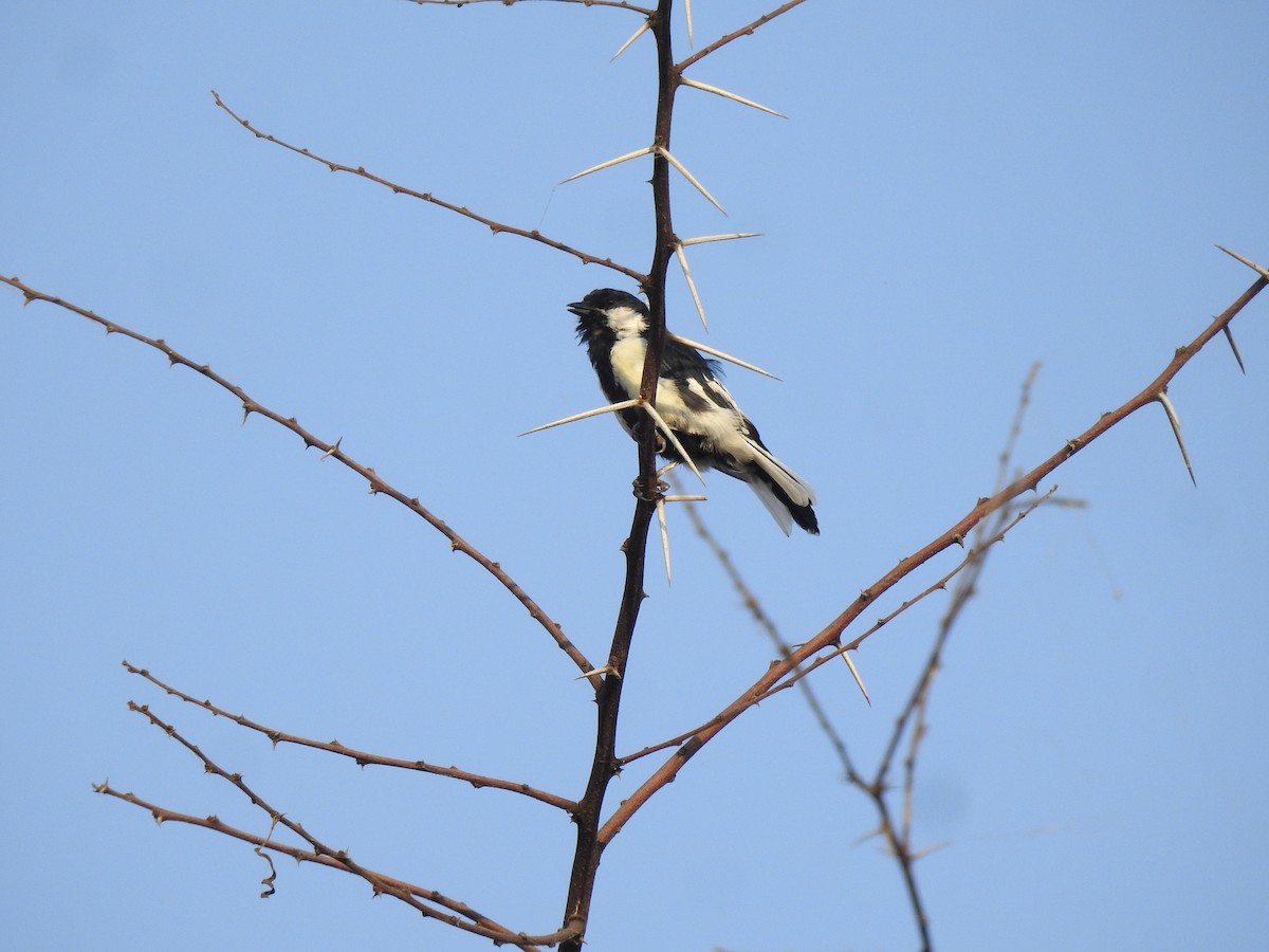 White-naped Tit - Ranjeet Singh