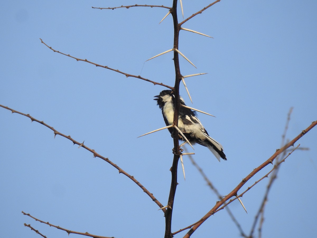 White-naped Tit - ML497985841