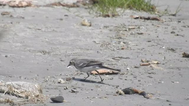 White Wagtail - ML497985851