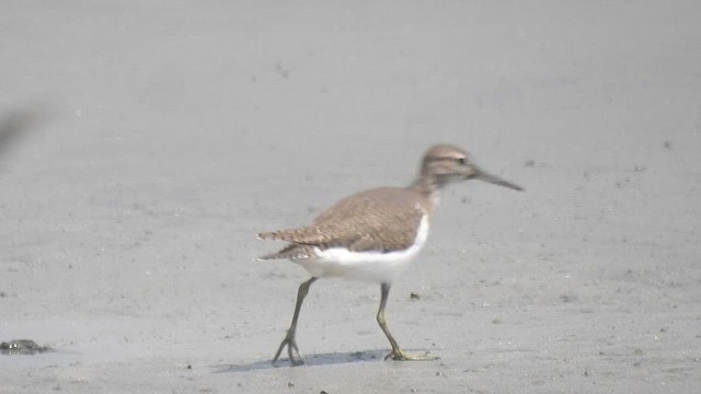 Common Sandpiper - ML497985901