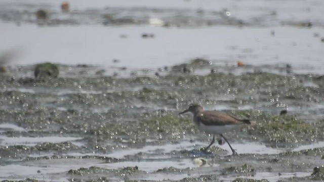 Common Sandpiper - ML497986001