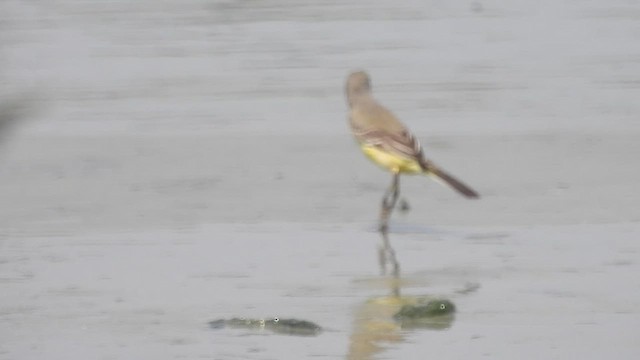 Western Yellow Wagtail - ML497986021