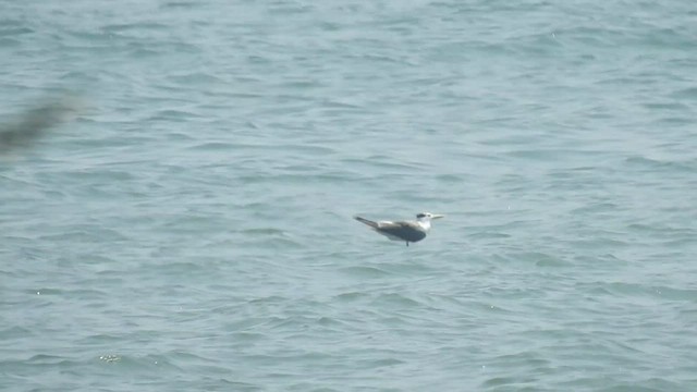 Lesser Crested Tern - ML497986081