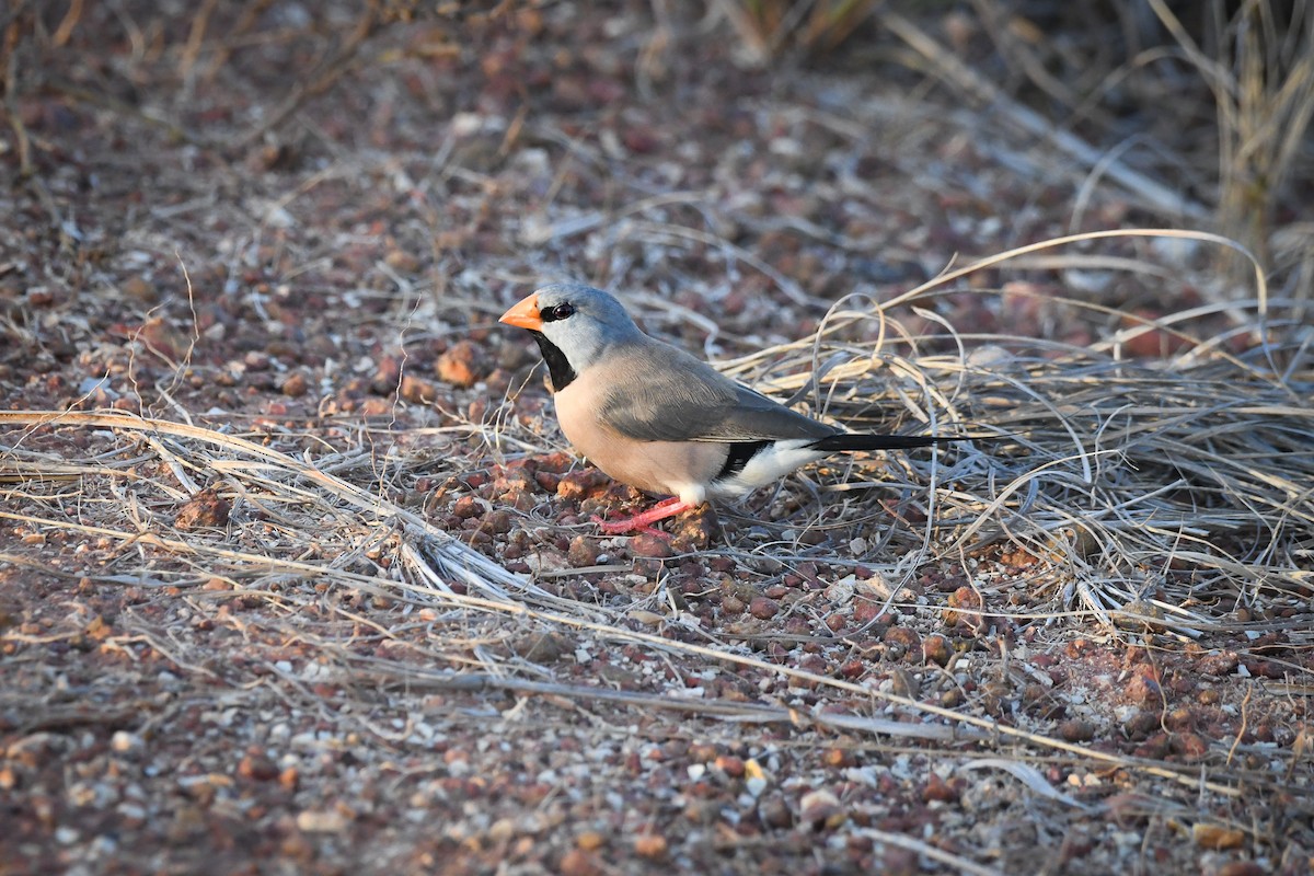 Long-tailed Finch - ML497987551