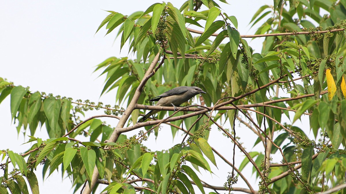 Black-winged Cuckooshrike - ML497988101