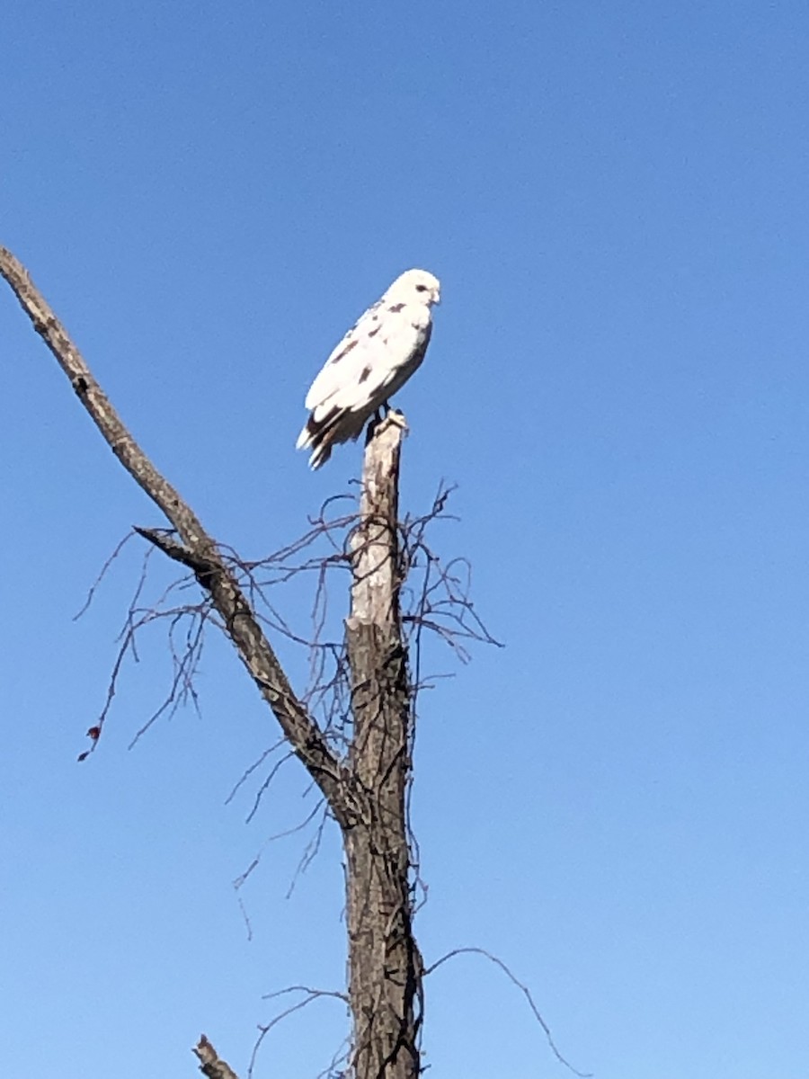 Red-shouldered Hawk - ML497988371