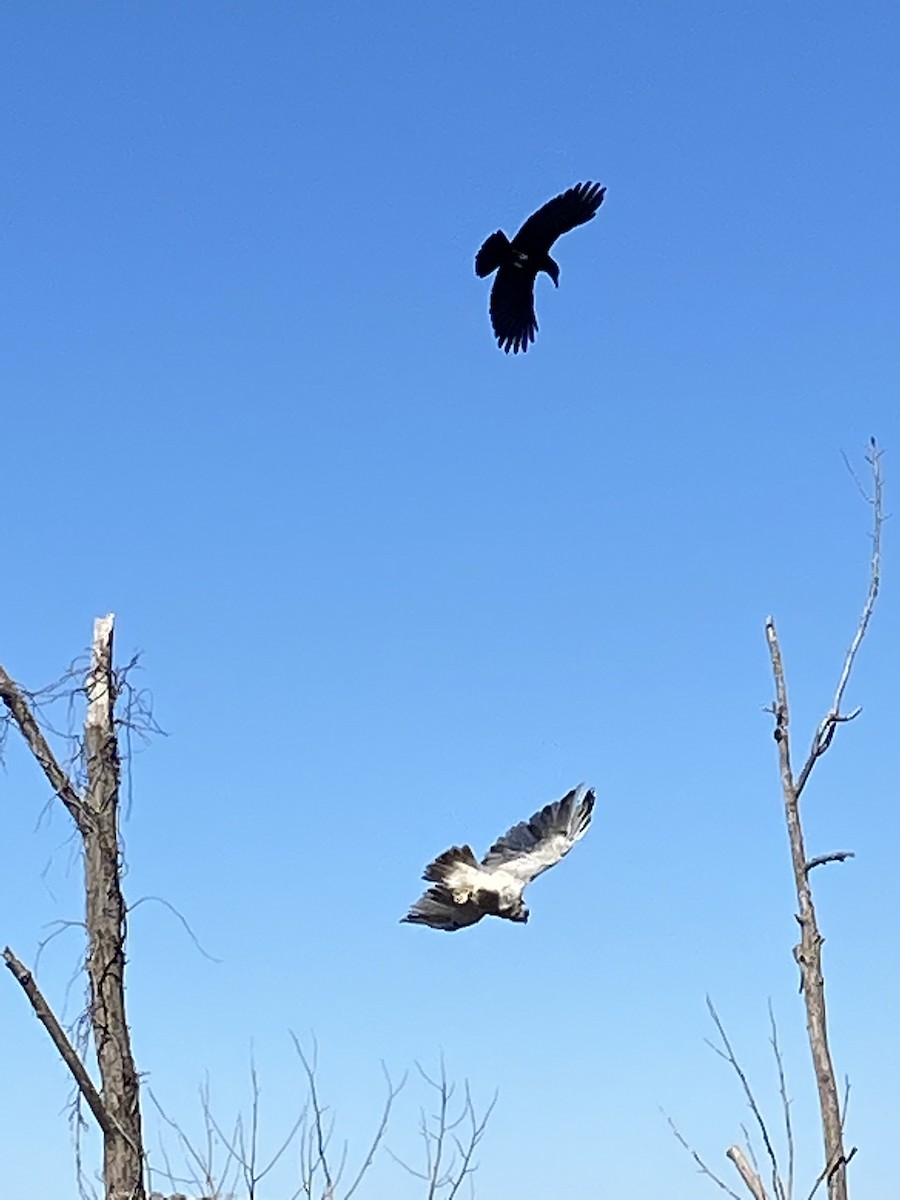 Red-shouldered Hawk - ML497988381