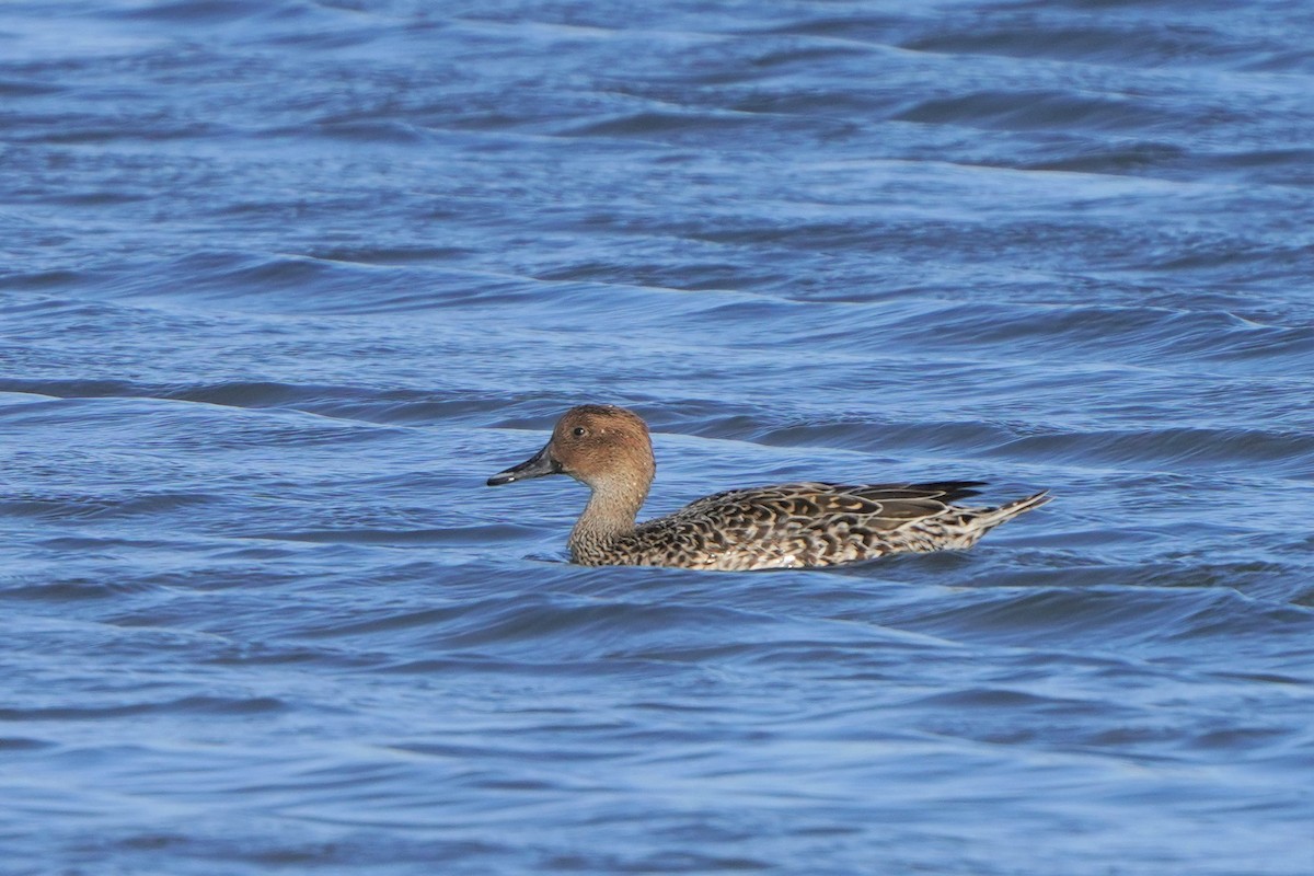 Northern Pintail - ML497988481