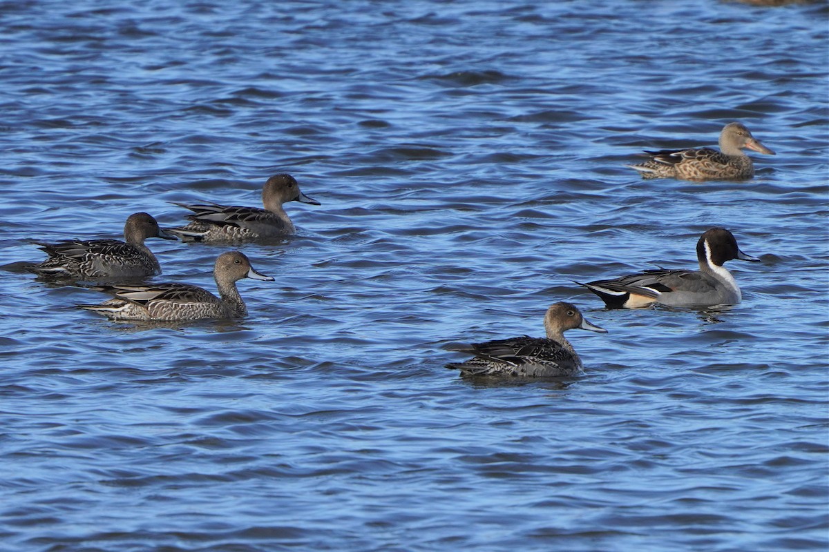 Northern Pintail - ML497988491