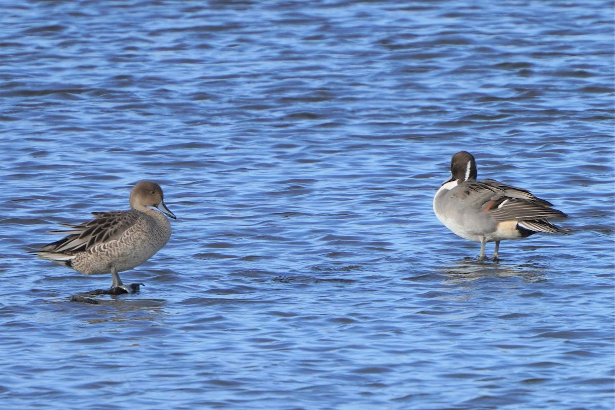 Northern Pintail - Jörg Albert