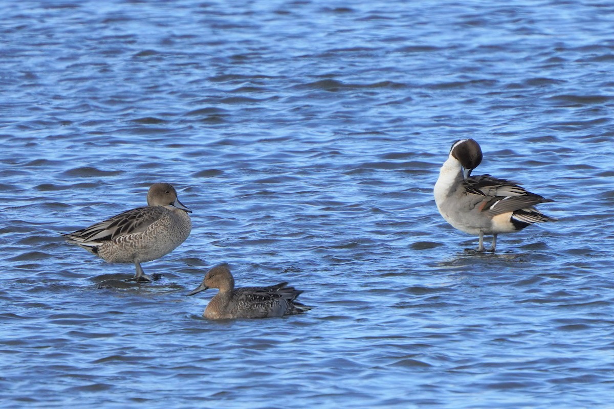 Northern Pintail - ML497988511