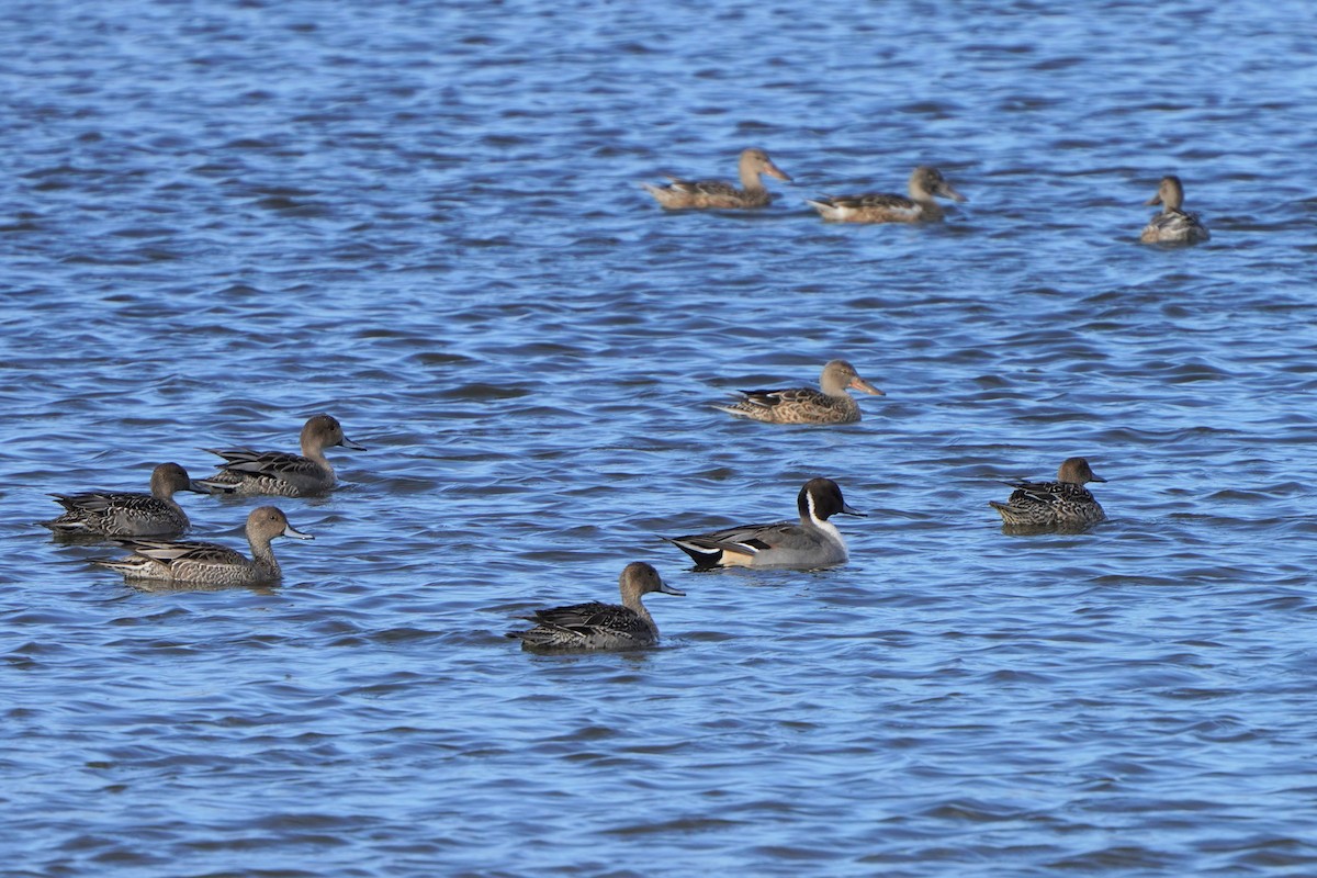 Northern Pintail - ML497988521