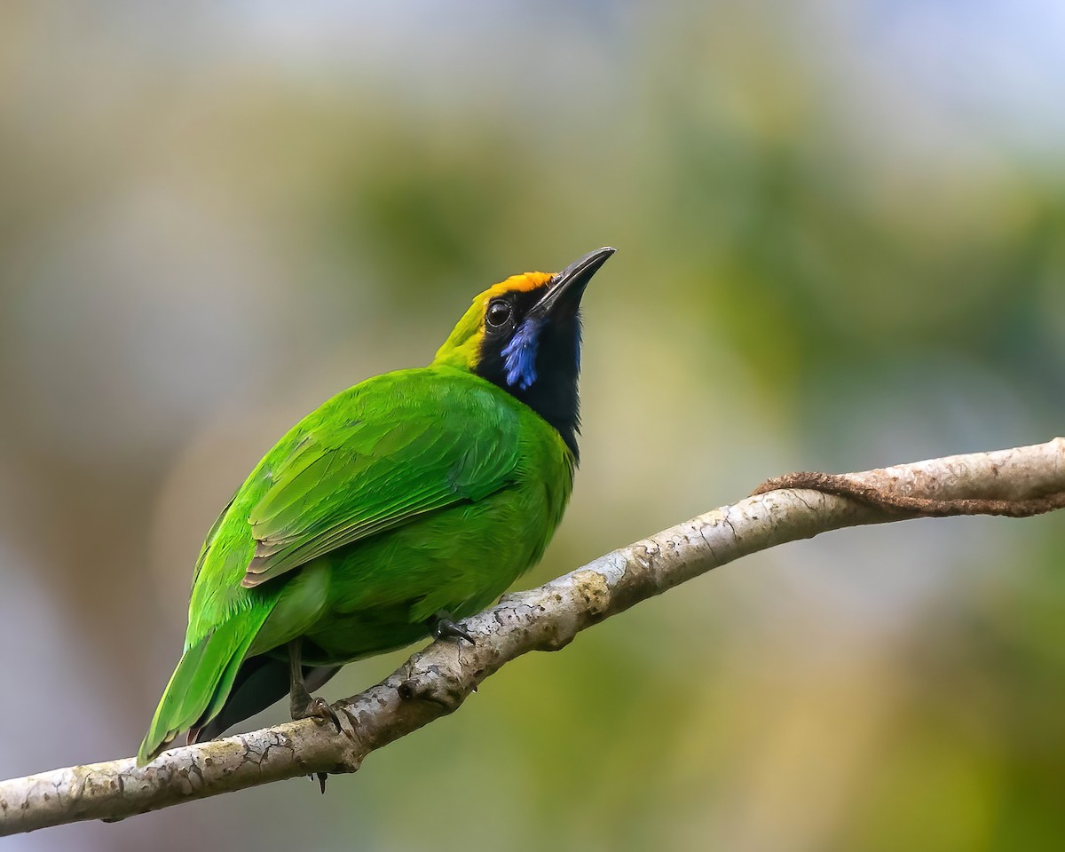 Jerdon's/Golden-fronted Leafbird - ML497991151