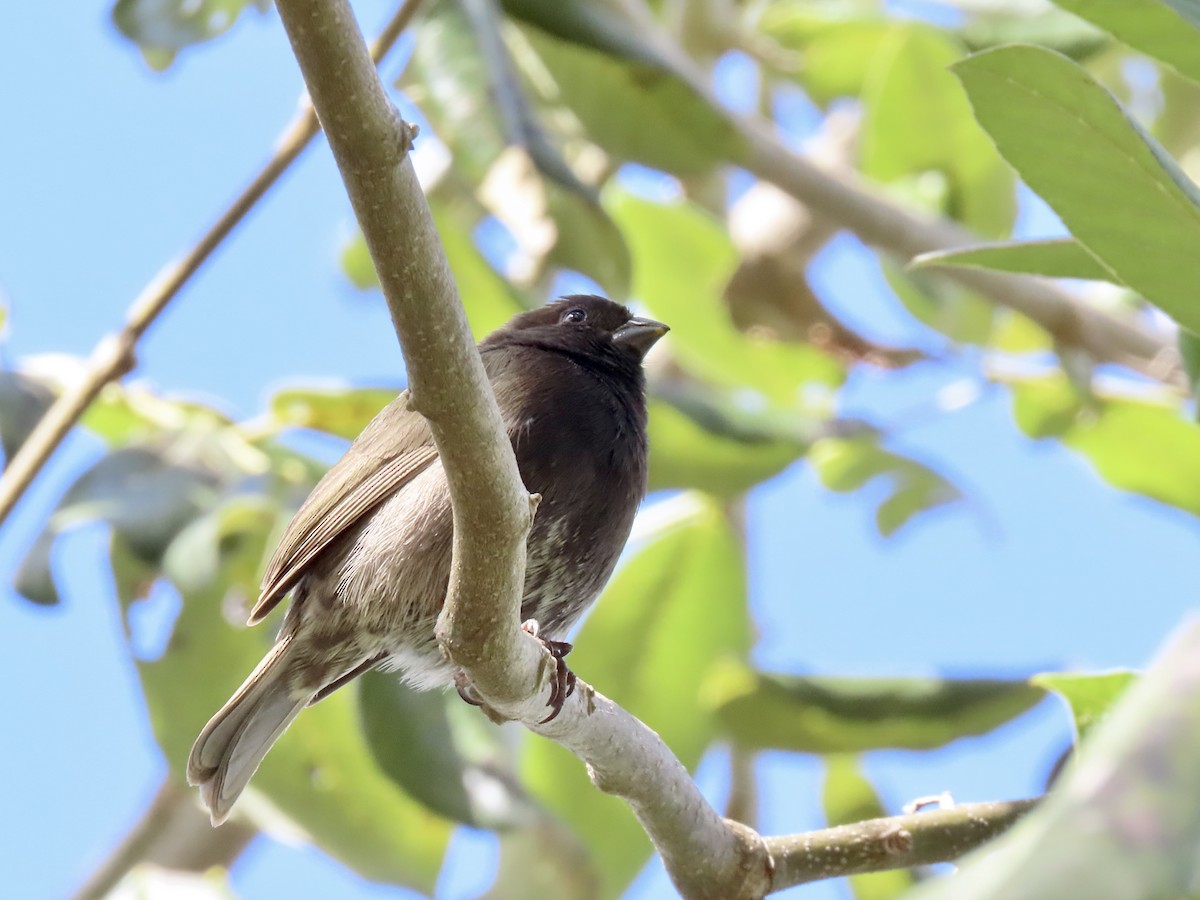 Black-faced Grassquit - ML497992311