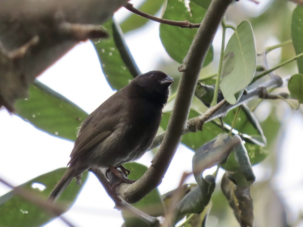 Black-faced Grassquit - ML497992341