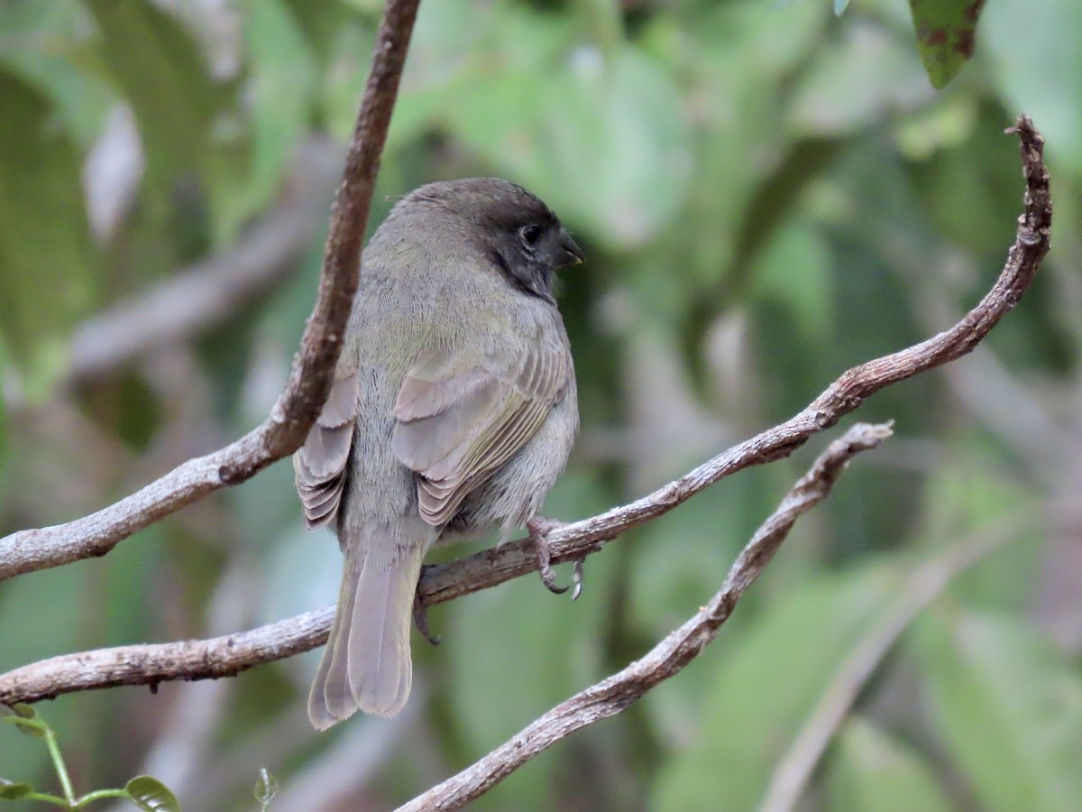 Black-faced Grassquit - ML497992361